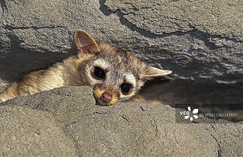 长尾浣熊或环尾猫（Bassariscus astutus），成年，在蒙大拿州的岩石上图片素材