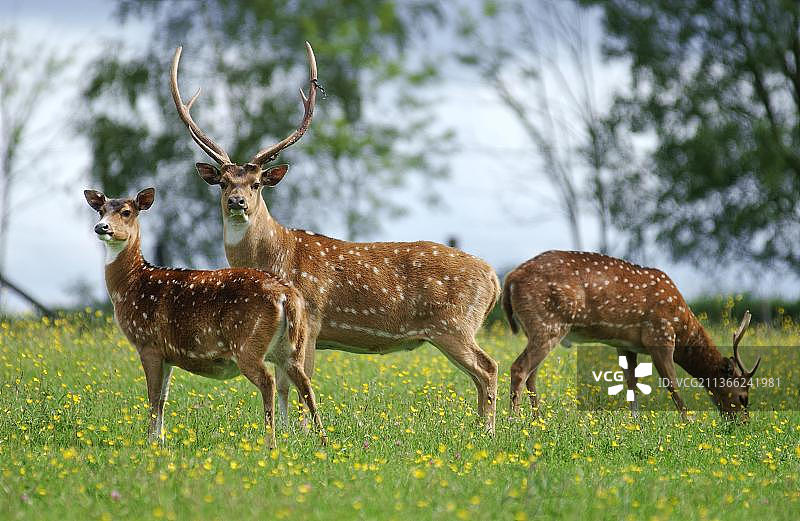 花丛草地中的轴鹿群图片素材