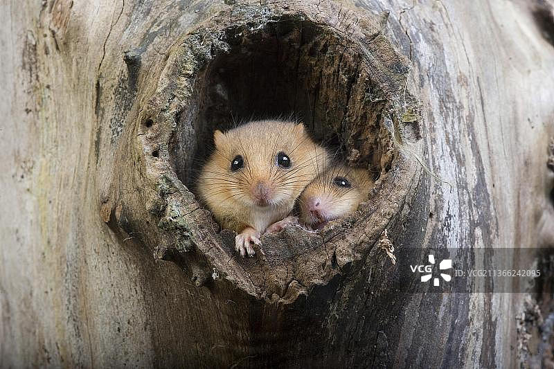 榛睡鼠（Muscardinus avellanarius），一对在法国诺曼底的巢穴入口图片素材