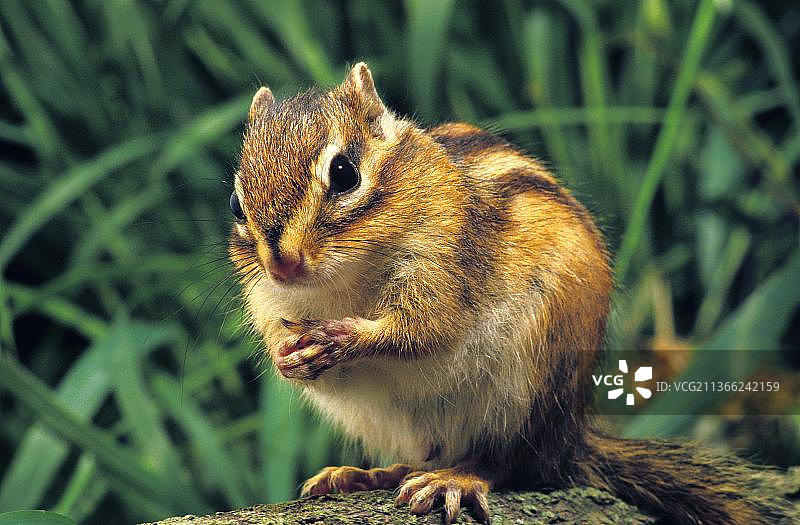 花栗鼠，成年个体图片素材