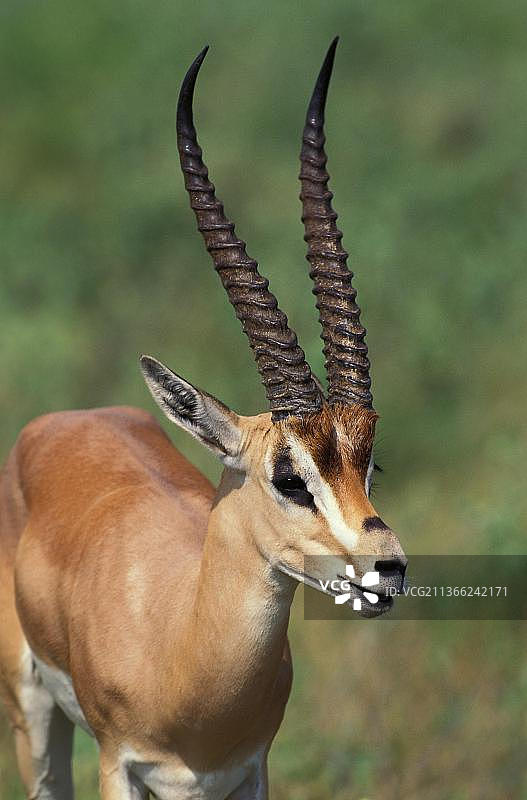 肯尼亚桑布鲁公园成年格氏瞪羚肖像图片素材