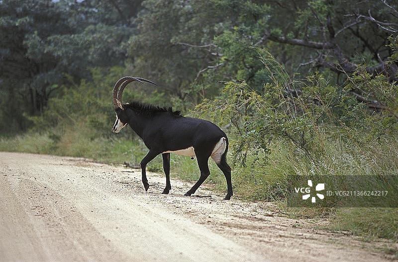 黑貂羚羊，雄性穿越小径，南非图片素材