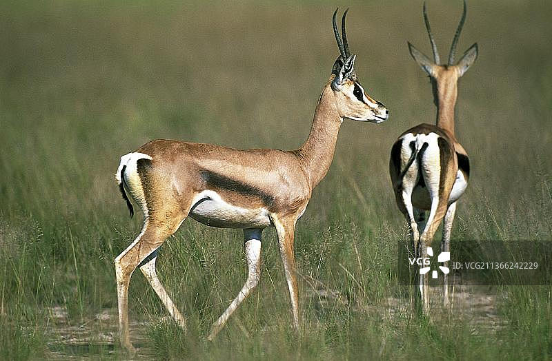 非洲肯尼亚马赛马拉公园的格兰特瞪羚图片素材