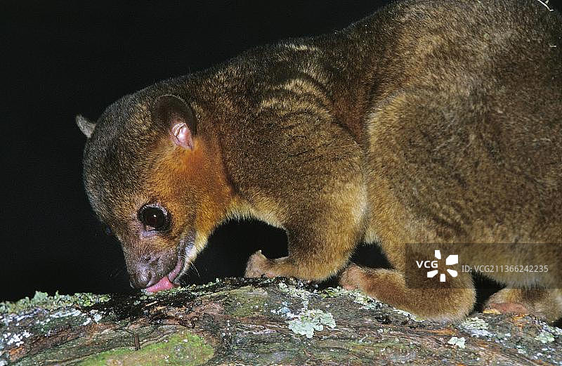 金卡ajou（黄毛果子狸）舔树枝图片素材