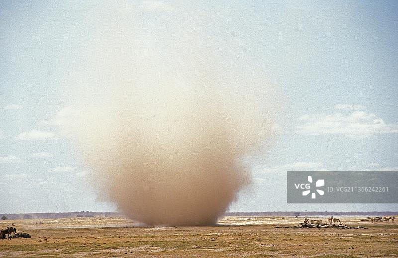 白尾角马，非洲肯尼亚的沙尘暴图片素材