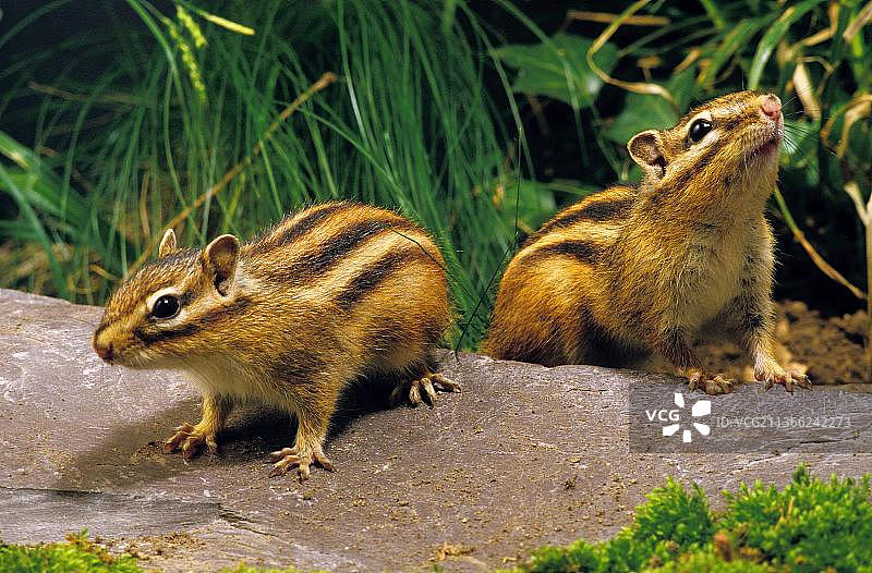 花栗鼠，成年个体图片素材