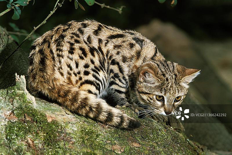 成年非洲黑足猫图片素材