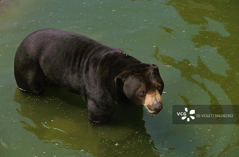 马来西亚太阳熊（helarctos malayanus），成年，在水中图片素材