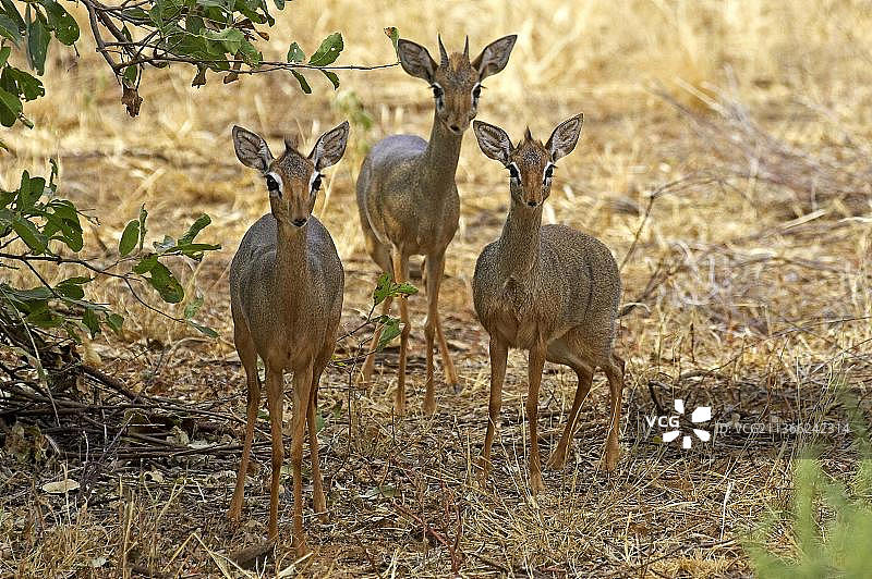 柯氏小羚羊（madoqua kirkii），肯尼亚马赛马拉公园干燥草地上的成年羚羊图片素材