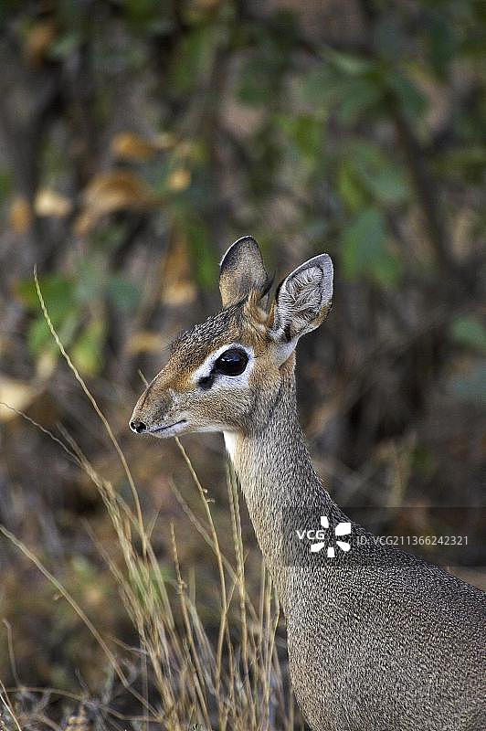 柯氏小羚羊成年个体肖像，肯尼亚马赛马拉公园图片素材
