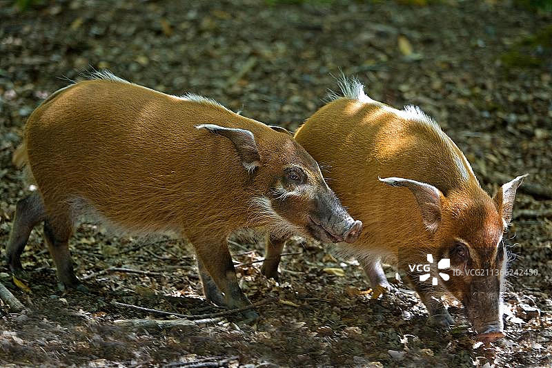 红河猪成年个体图片素材