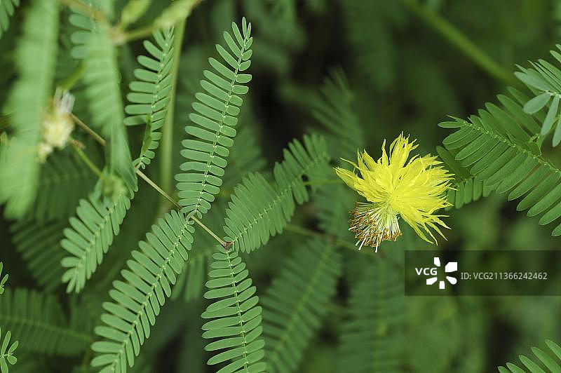 含羞草图片素材