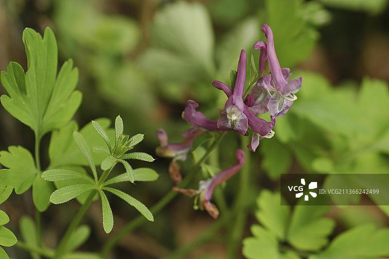 延胡索图片素材