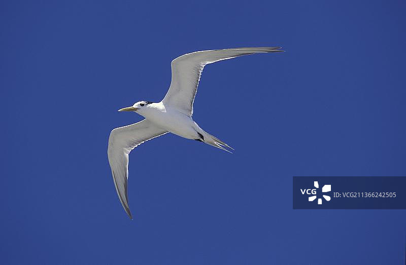 澳洲凤头燕鸥，飞行中的成年鸟，澳大利亚图片素材