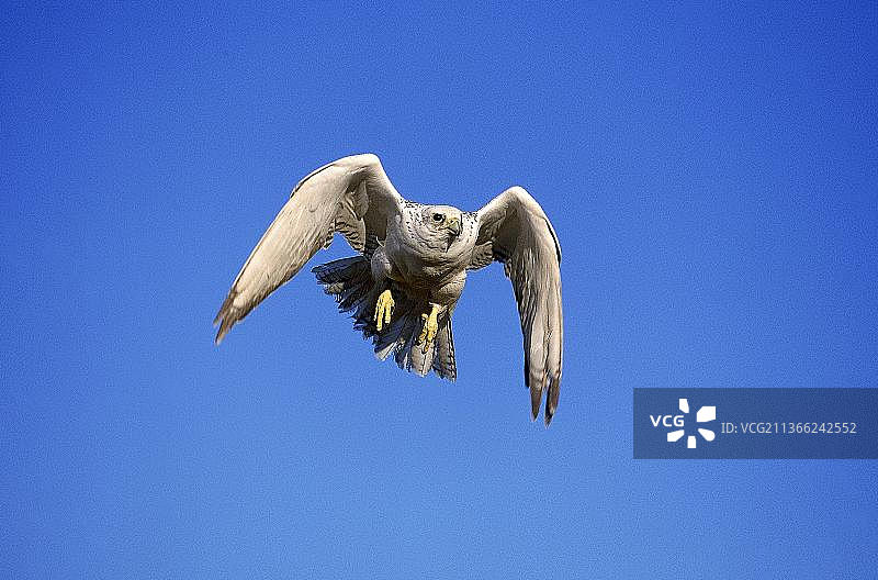 猎隼成鸟飞行，加拿大，北美洲图片素材