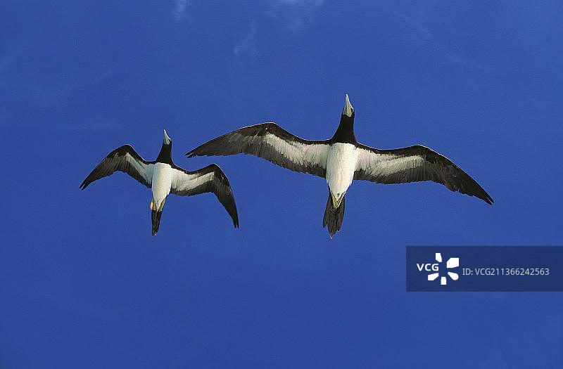 棕色鲣鸟（白腹军舰鸟），成年鸟在澳大利亚蓝天下飞翔图片素材