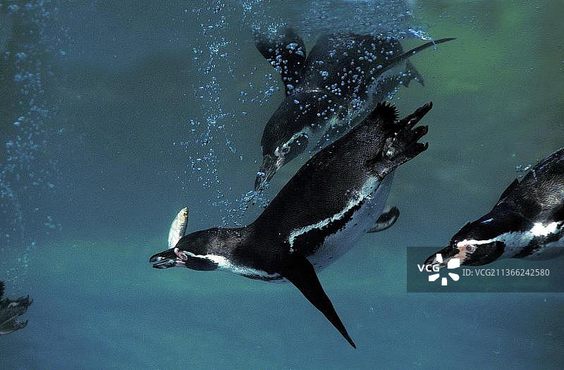 洪堡企鹅水下觅食群图片素材