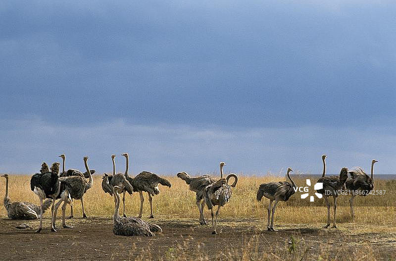 肯尼亚内罗毕公园的鸵鸟群图片素材