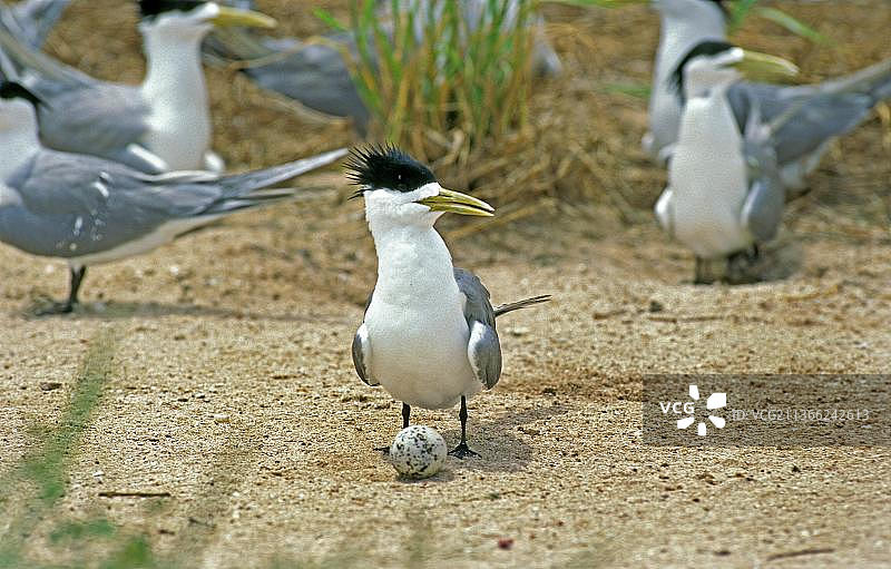 普通燕鸥，sterna bergii，携带蛋的成年燕鸥，澳大利亚，大洋洲图片素材