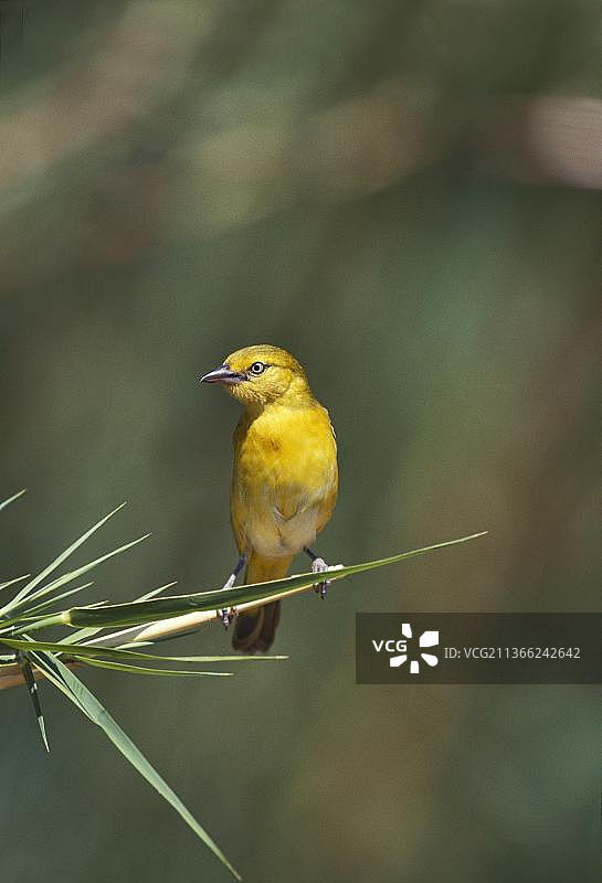 金色织布鸟（xanthops），成年鸟在长长的草地上，肯尼亚图片素材
