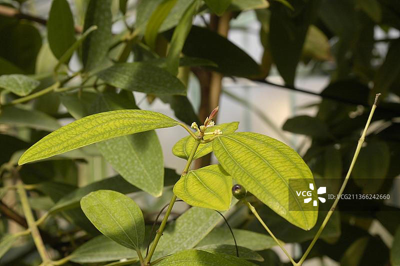 锡兰肉桂树图片素材