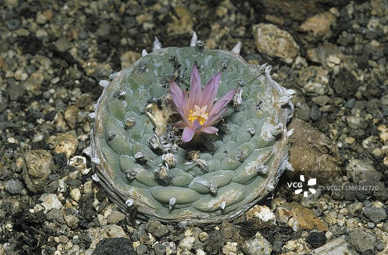 乌羽玉图片素材