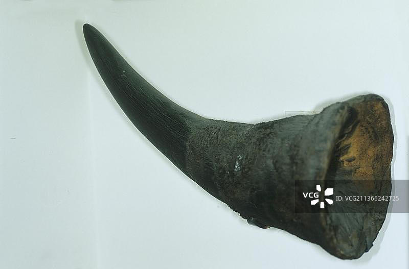 黑犀牛角图片素材
