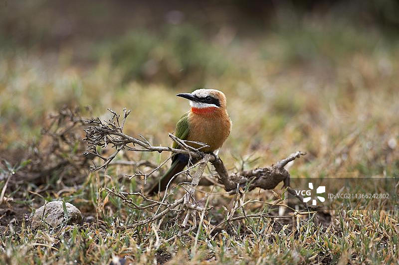 肯尼亚马赛马拉公园的白喉蜂虎图片素材