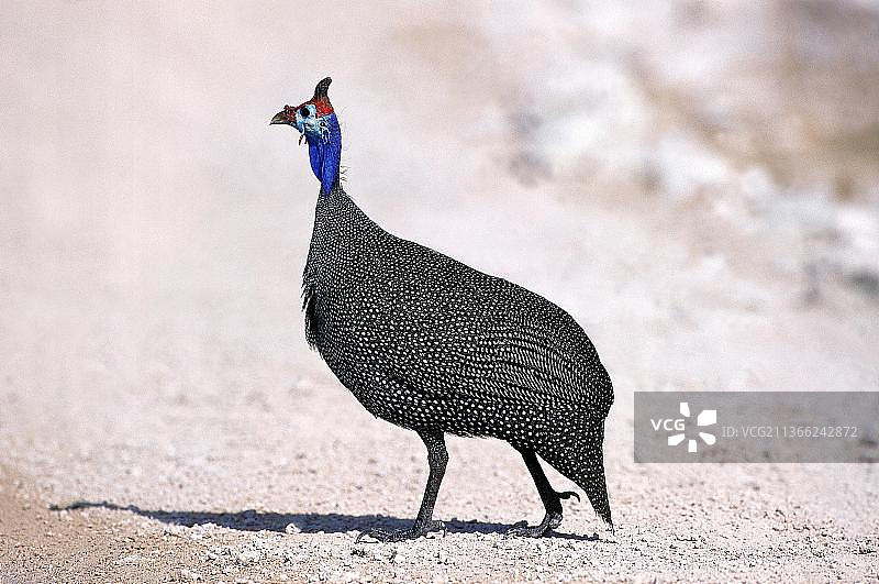 肯尼亚的珍珠鸡图片素材