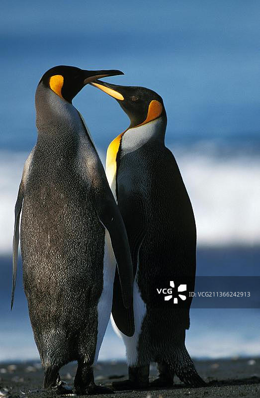 南乔治亚州索尔兹伯里平原上的帝企鹅图片素材
