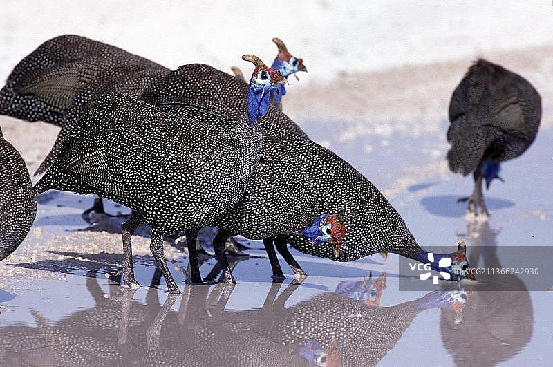 肯尼亚，珍珠鸡群在水坑边图片素材