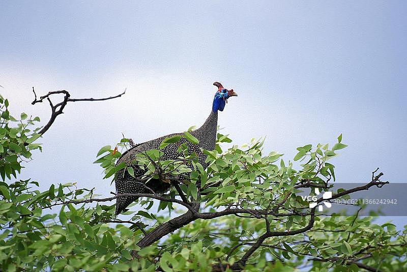 戴头盔的珍珠鸡，肯尼亚树上的成年鸟图片素材