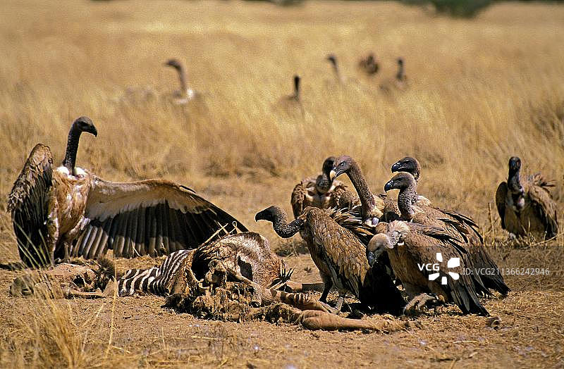 非洲白背兀鹫，肯尼亚马赛马拉公园图片素材