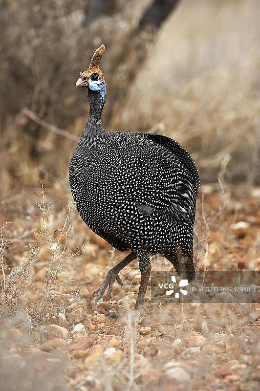 肯尼亚马赛马拉公园的珠鸡图片素材