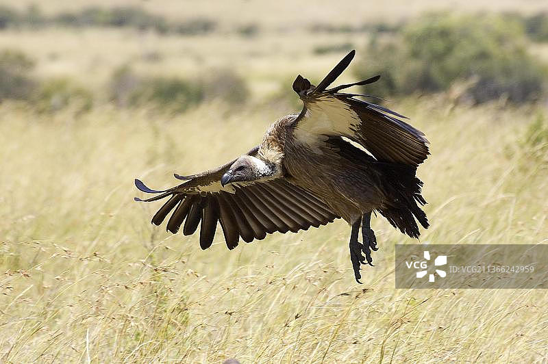 飞行中的非洲白背兀鹫，肯尼亚马赛马拉公园图片素材