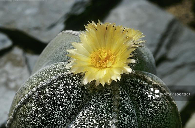 主教帽星冠球图片素材