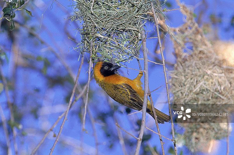 肯尼亚桑布鲁公园的村庄织布鸟（雄性）正在筑巢图片素材
