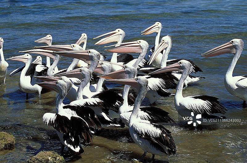 澳大利亚鹈鹕群图片素材