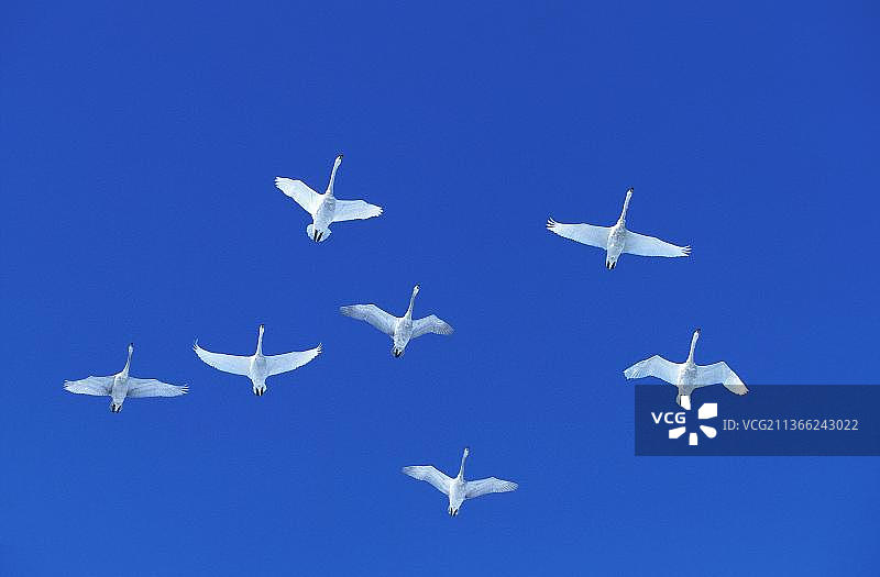大天鹅成鸟飞行，蓝天下，日本北海道图片素材
