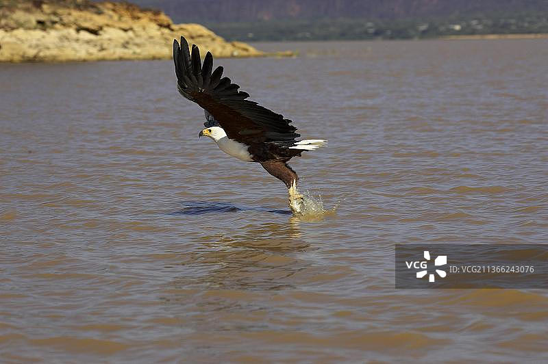 非洲鱼鹰（haliaeetus vocifer），在肯尼亚巴林戈湖飞行捕鱼的成年鸟图片素材