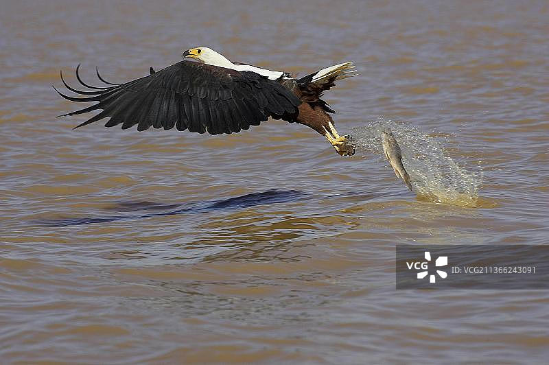 非洲渔雕捕鱼，肯尼亚巴林戈湖图片素材