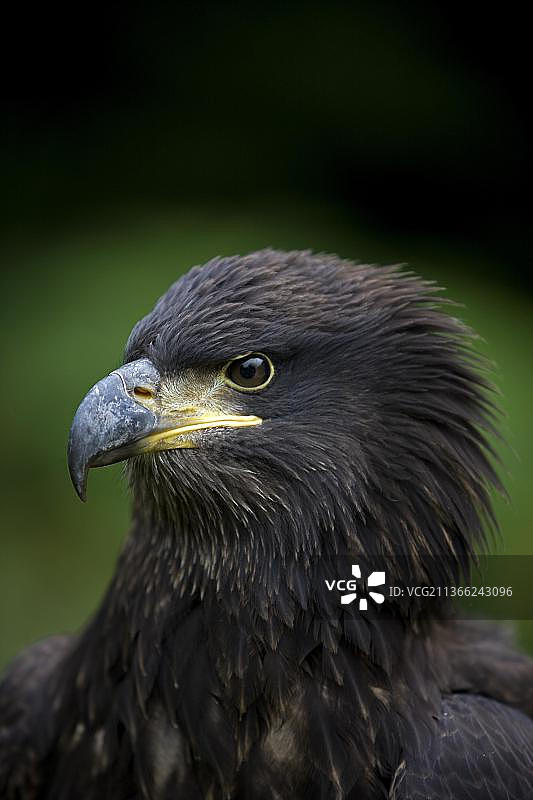 幼年白头海雕肖像图片素材