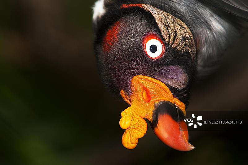 国王秃鹰头部图片素材