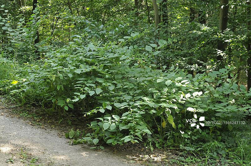 颠茄，致命的茄属植物图片素材
