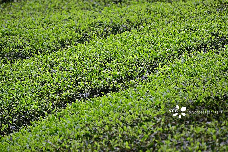 亚洲马来西亚金马仑高原茶园图片素材