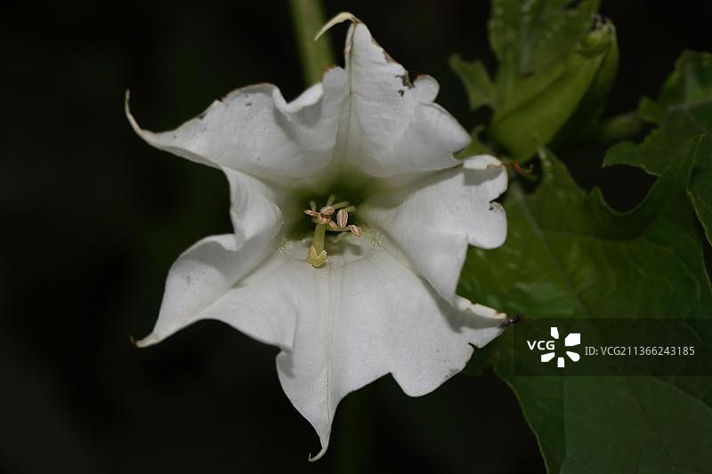 白色曼陀罗图片素材