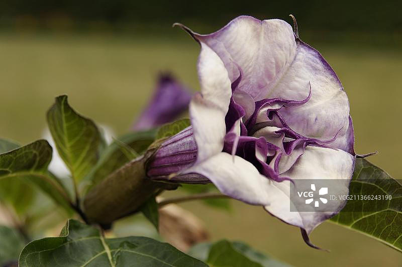 曼陀罗图片素材