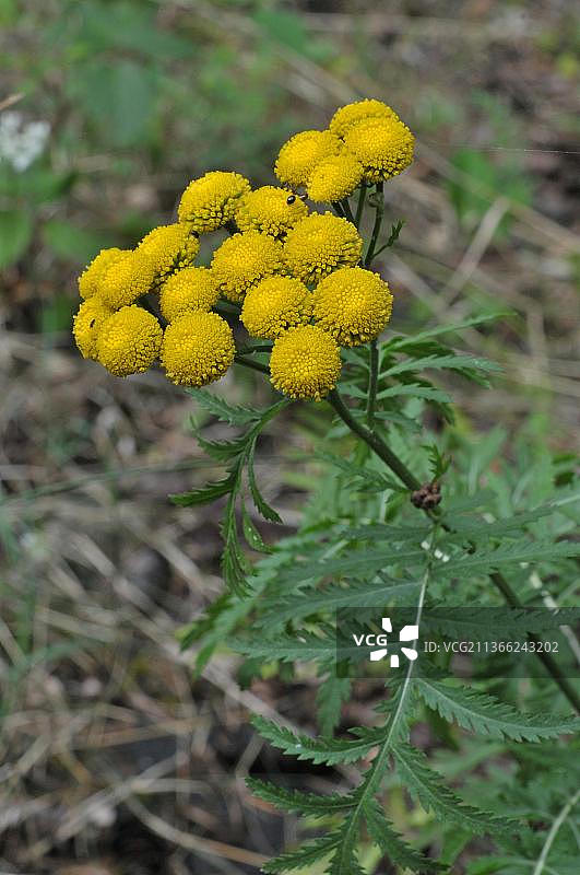 苦涩的牛图片素材