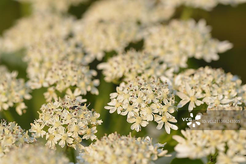 波斯 Hogweed图片素材