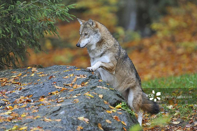 狼（灰狼）图片素材